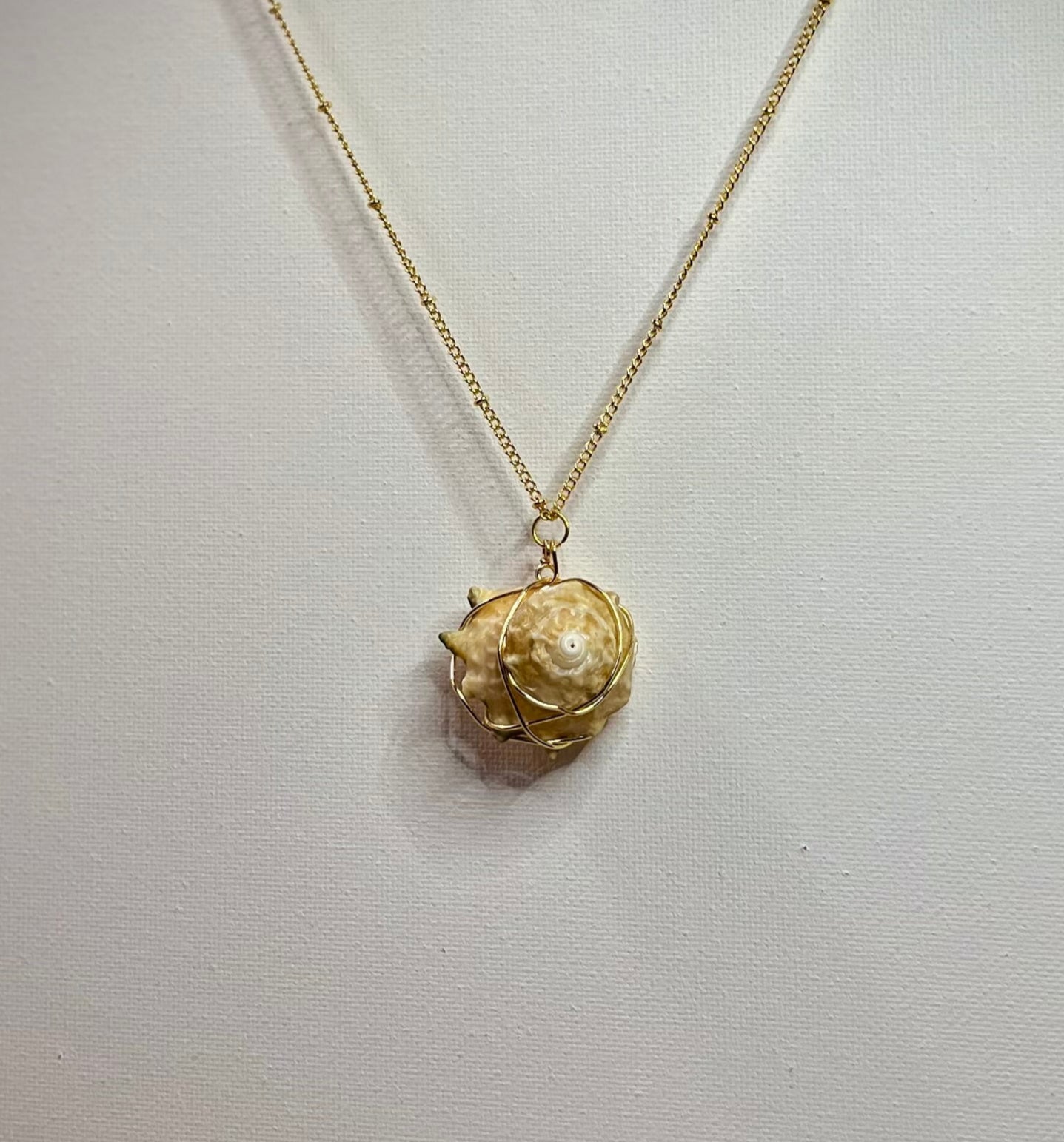 Hawaiian Snail