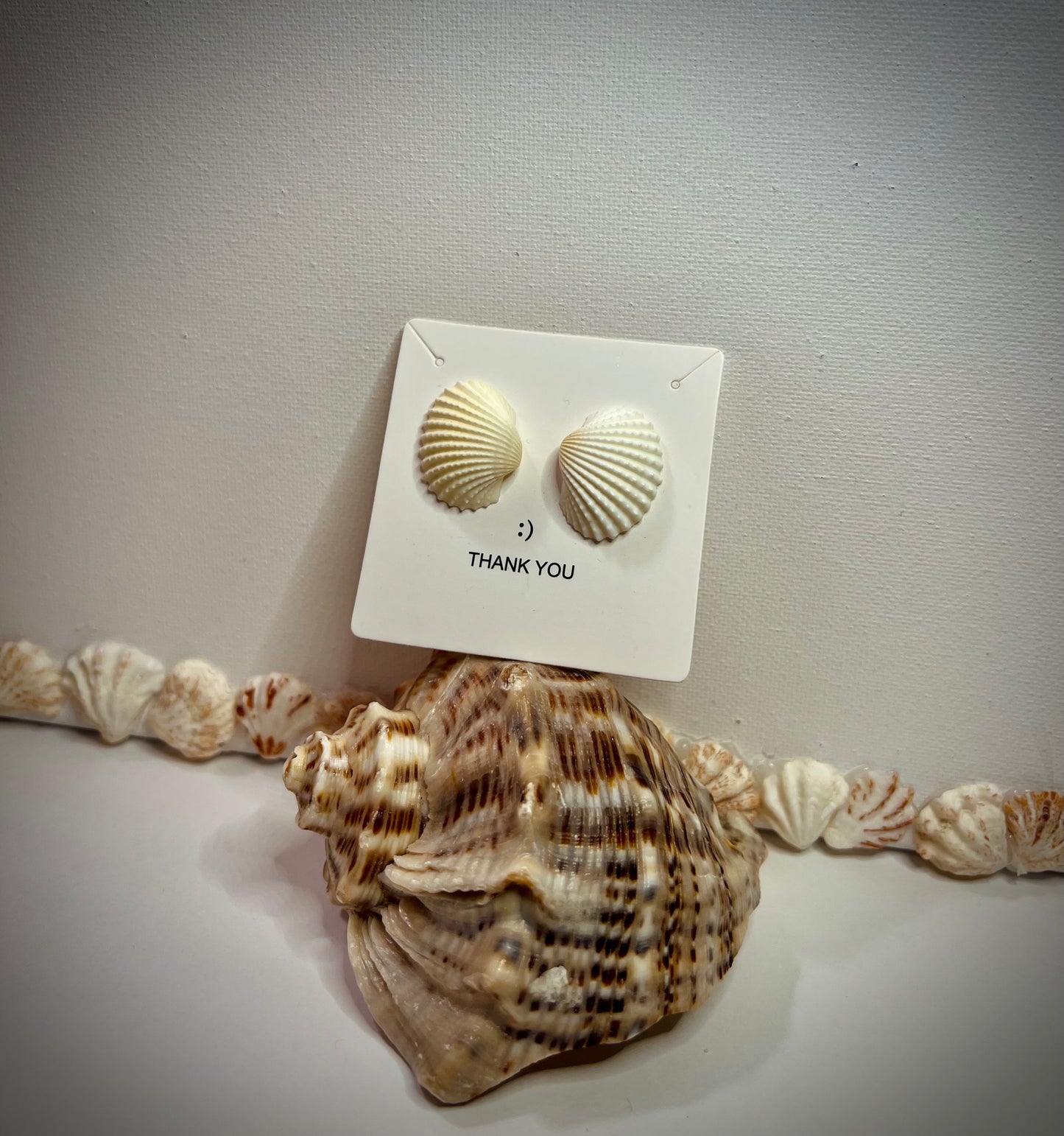 Aretes Anadara floridana