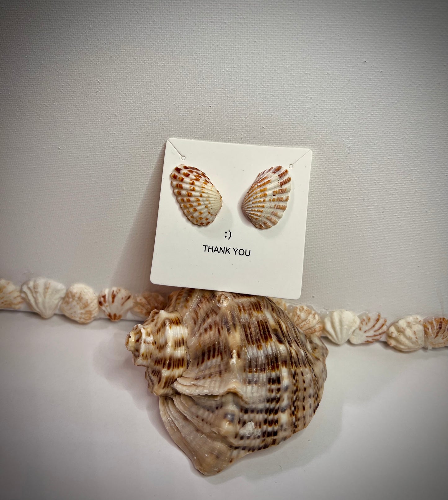 Aretes Cardites floridanus