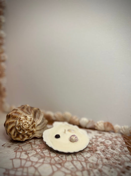 Candles in Shell