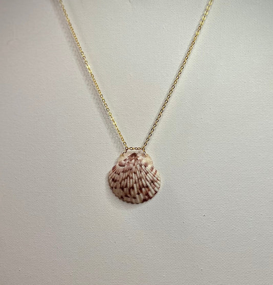 Seashell