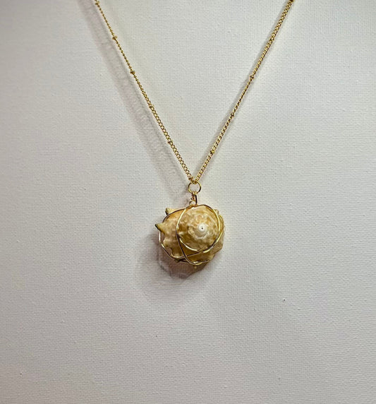 Hawaiian Snail