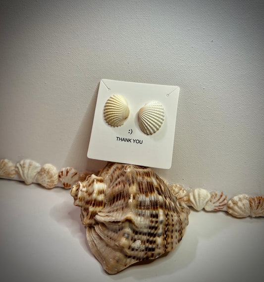 Aretes Anadara floridana