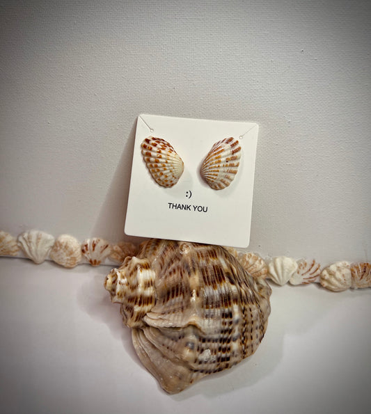 Aretes Cardites floridanus