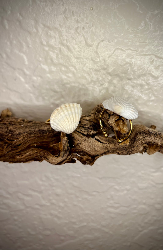 Anillos Anadara Floridana